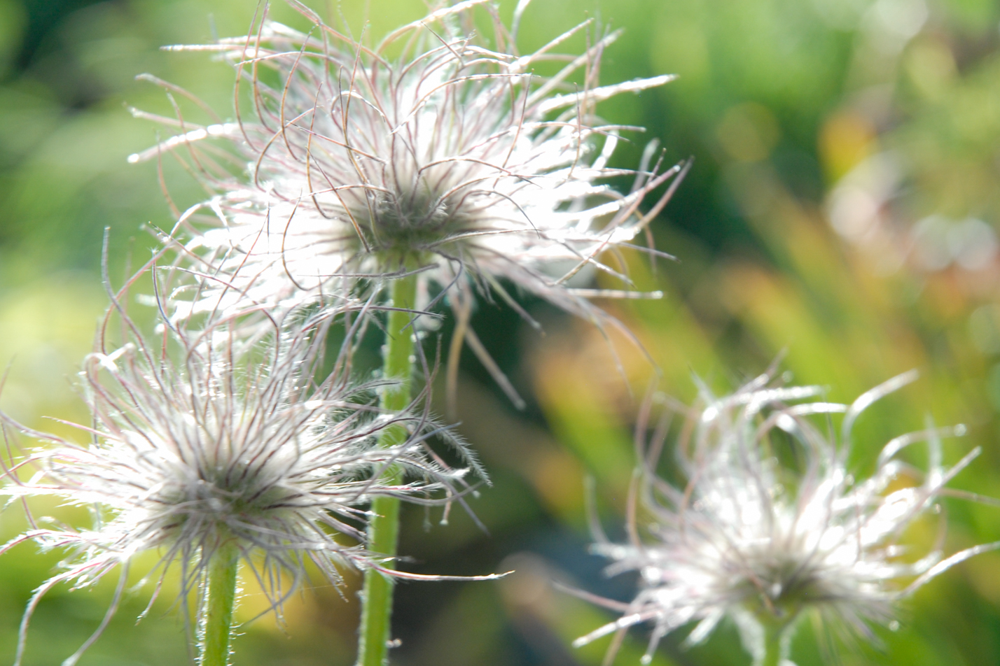 European Pasque Flower
